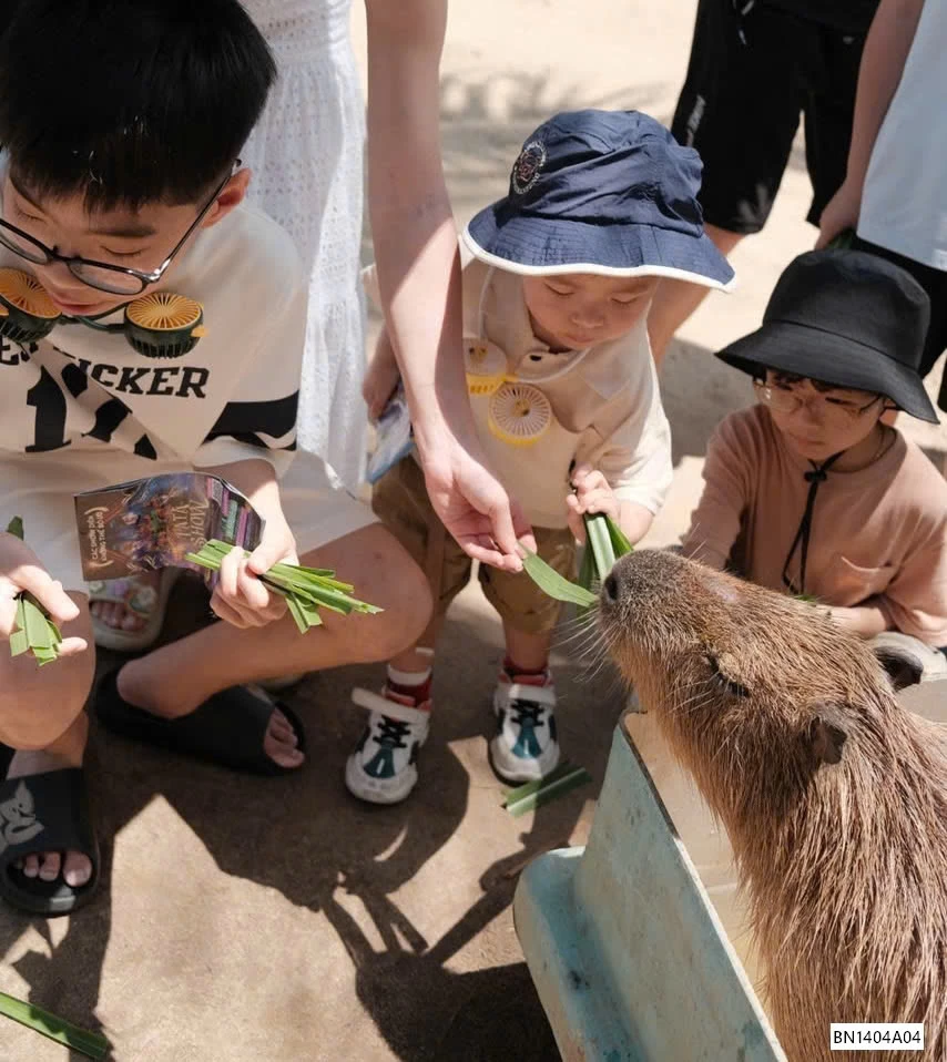 QUẠT ĐEO CỔ DÂY MẢNH CAPYBARA