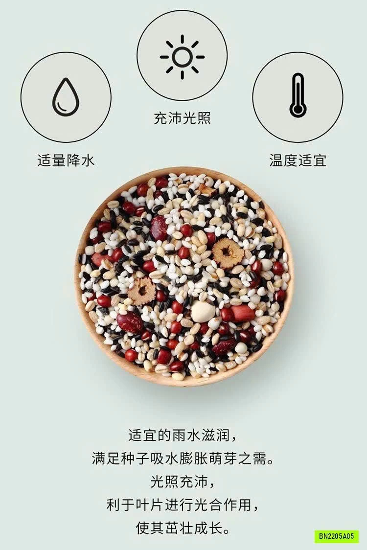 NGŨ CỐC BÁT BẢO