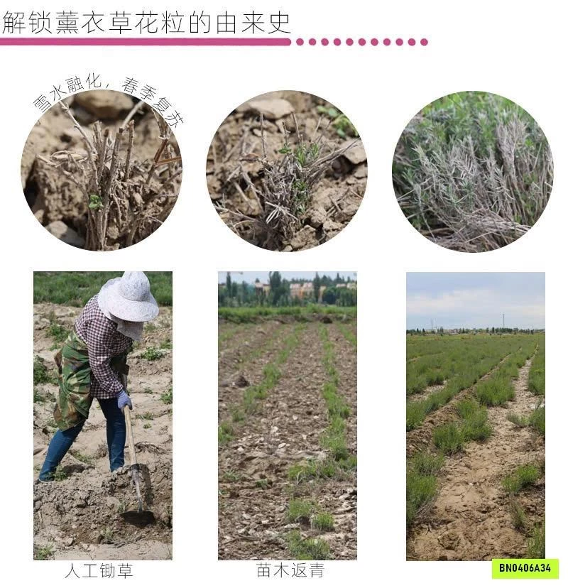 SET 5 GÓI HOA OẢI HƯƠNG GIẤY KHÔ LOẠI 5A